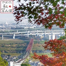 モミジ越しに見える木津川橋梁